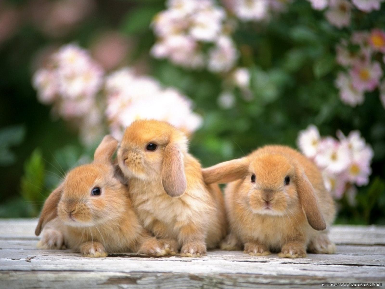 Kaninchen haltung