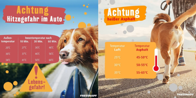 Achtung Sommer: Hund im Auto?