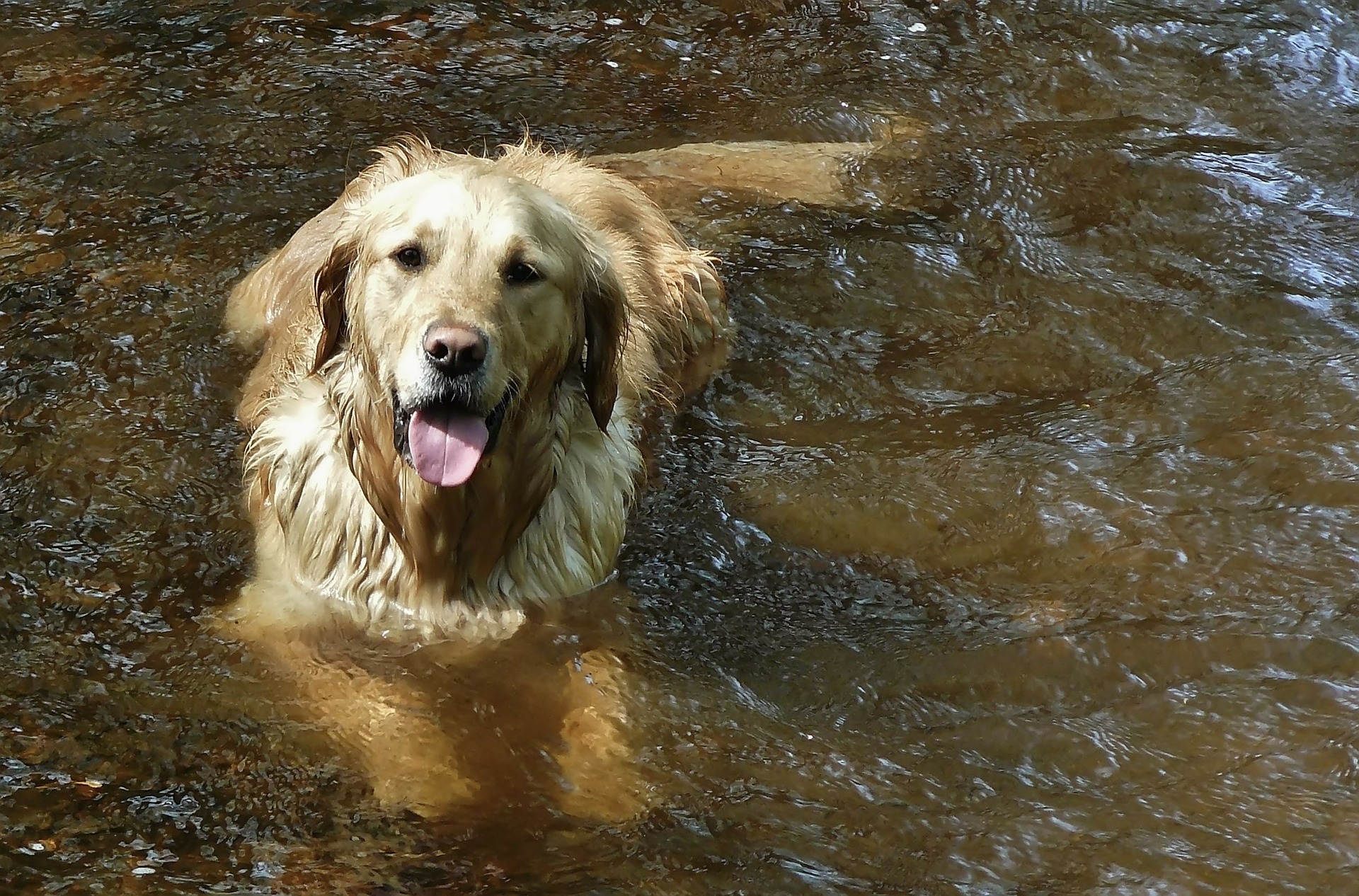 service Vedligeholdelse radar Leptospirose beim Hund: Ursache, Symptome und Behandlung - Tierheimhelden